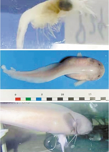 “探索一號(hào)”從馬里亞納海溝帶回了什么